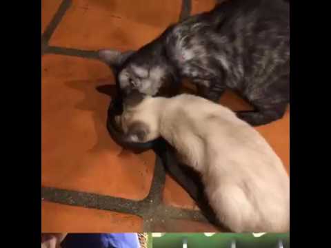 feline infectious peritonitis natural treatment Cats 09212016