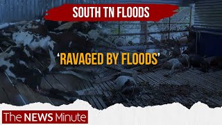 South TN Floods: Animal carcasses pile up in Thoothukudi village, farmlands destroyed