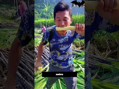 La vérité derrière ces fruits chinois va te retourner le cerveau 🍊 #Chine #Fruits #science