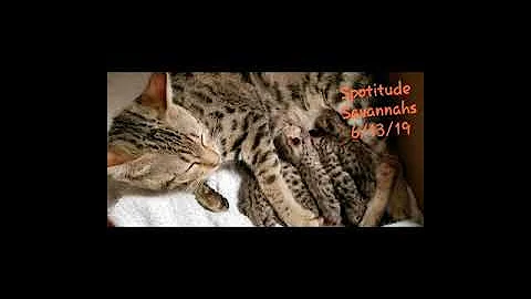 Video 994671: f5 savannah kitten, savannah kittens born, litter, cattery