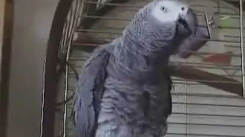 59 THE African Grey! Ruby, The Swearing Parrot  X ...