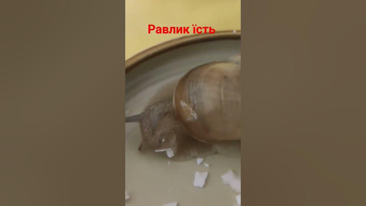Равлик їсть - YouTube