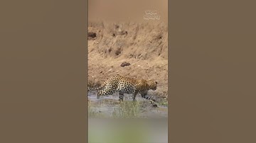 Leopard Stalks Impala, But the Hunt Takes an Unexpected Turn