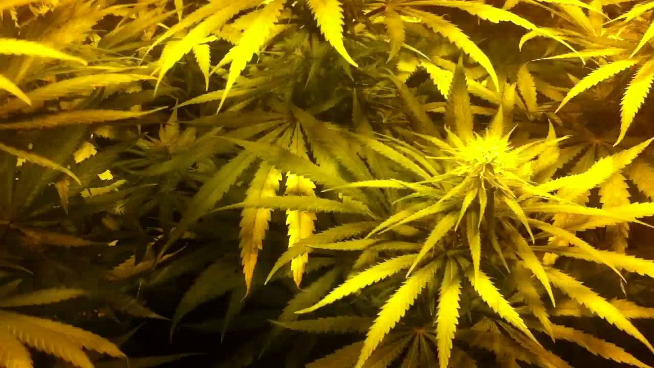 3 weeks flowering Amnesia haze & Lemon kush