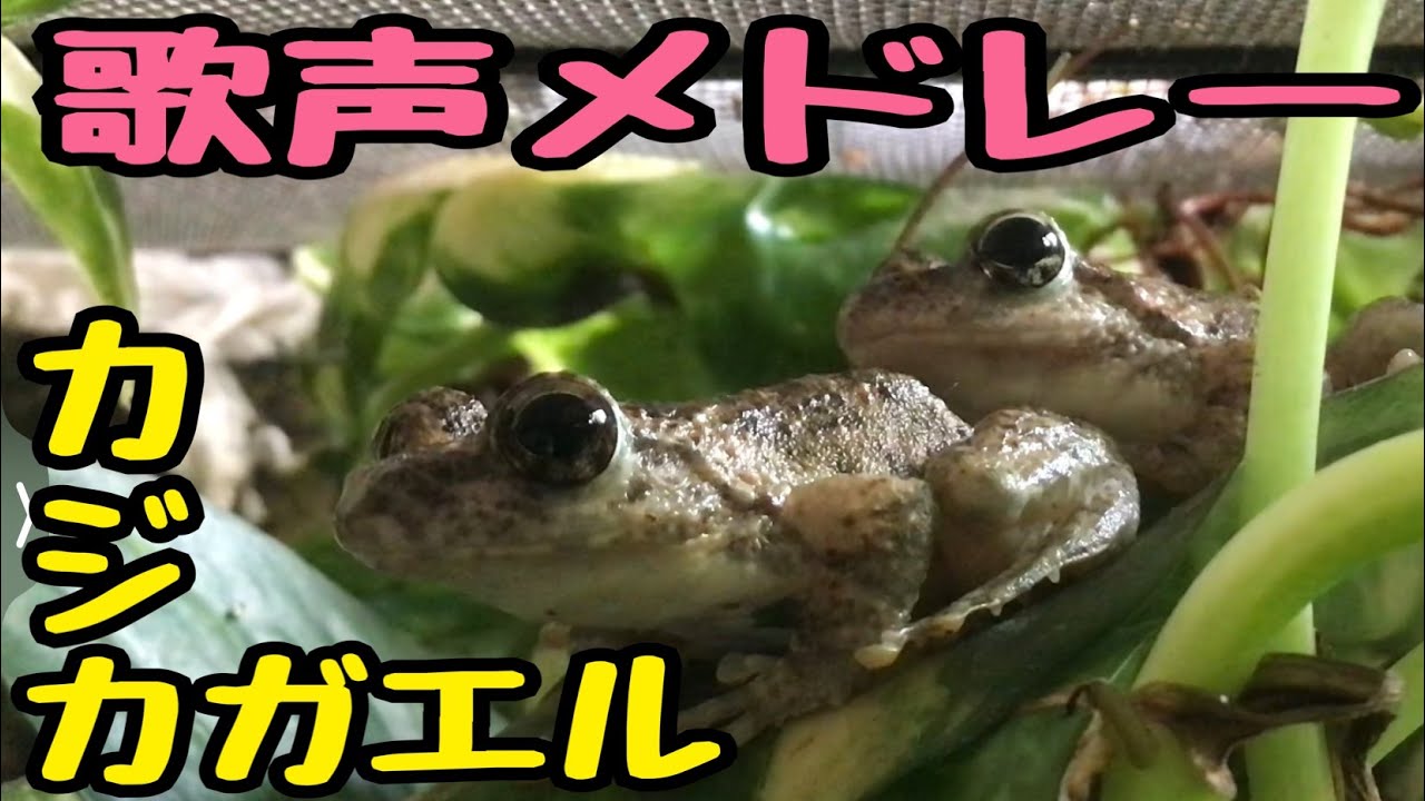 【清流の歌姫】カジカガエルの美しい鳴き声をカワイイ飼育映像に乗せてお届け🎤 涼やかな癒しの歌声で残暑を乗り切ってください🌟【10分間メドレー ...