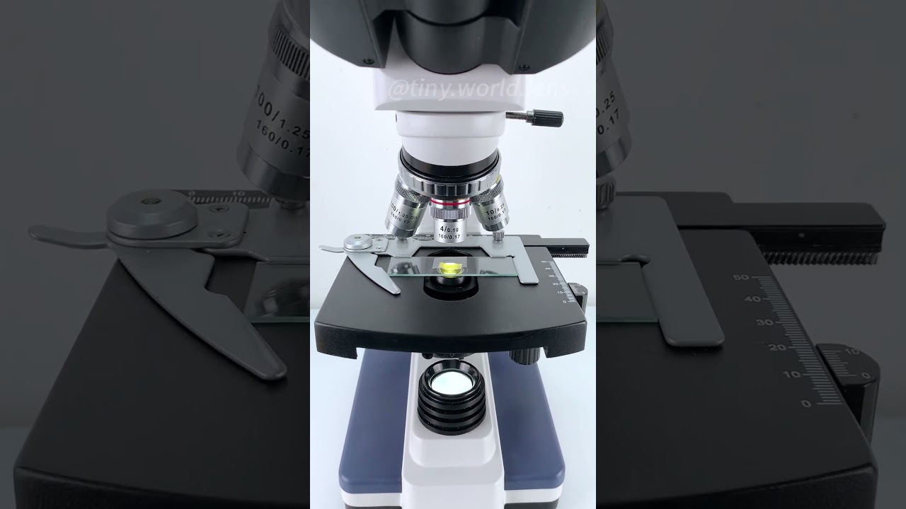 An orange at 400X magnification is so cool!