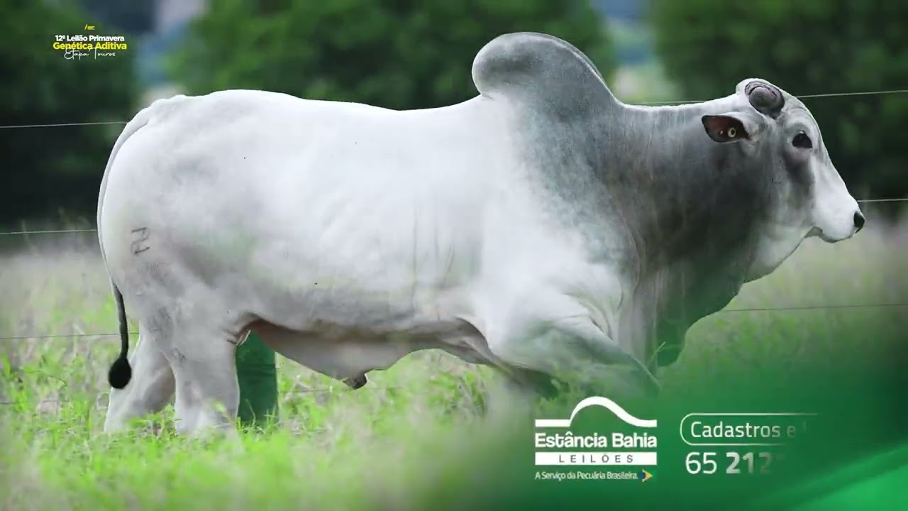 12º Leilão Primavera Genética Aditiva – Etapa Touros!