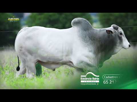 12º Leilão Primavera Genética Aditiva – Etapa Touros!