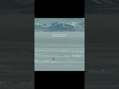 penguin documentary story # shorts #husky # story film entertaiment tamil