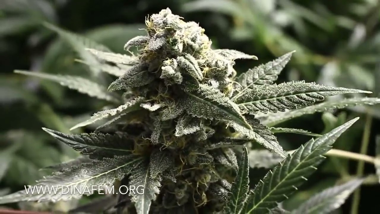 Moby Dick Autoflowering cannabis seeds by Dinafem Seeds