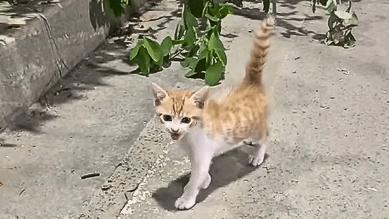 A stray cat ran to me with her tail held high — brought her home and ...