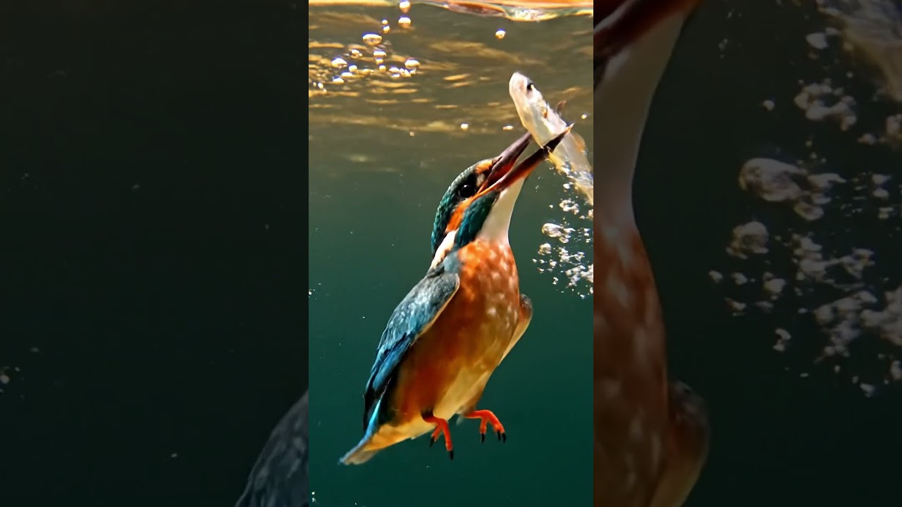 Kingfisher ASMR at Sunset 🐦 | Relaxing Nature Sounds in 4K | Calm Bird ASMR Video  