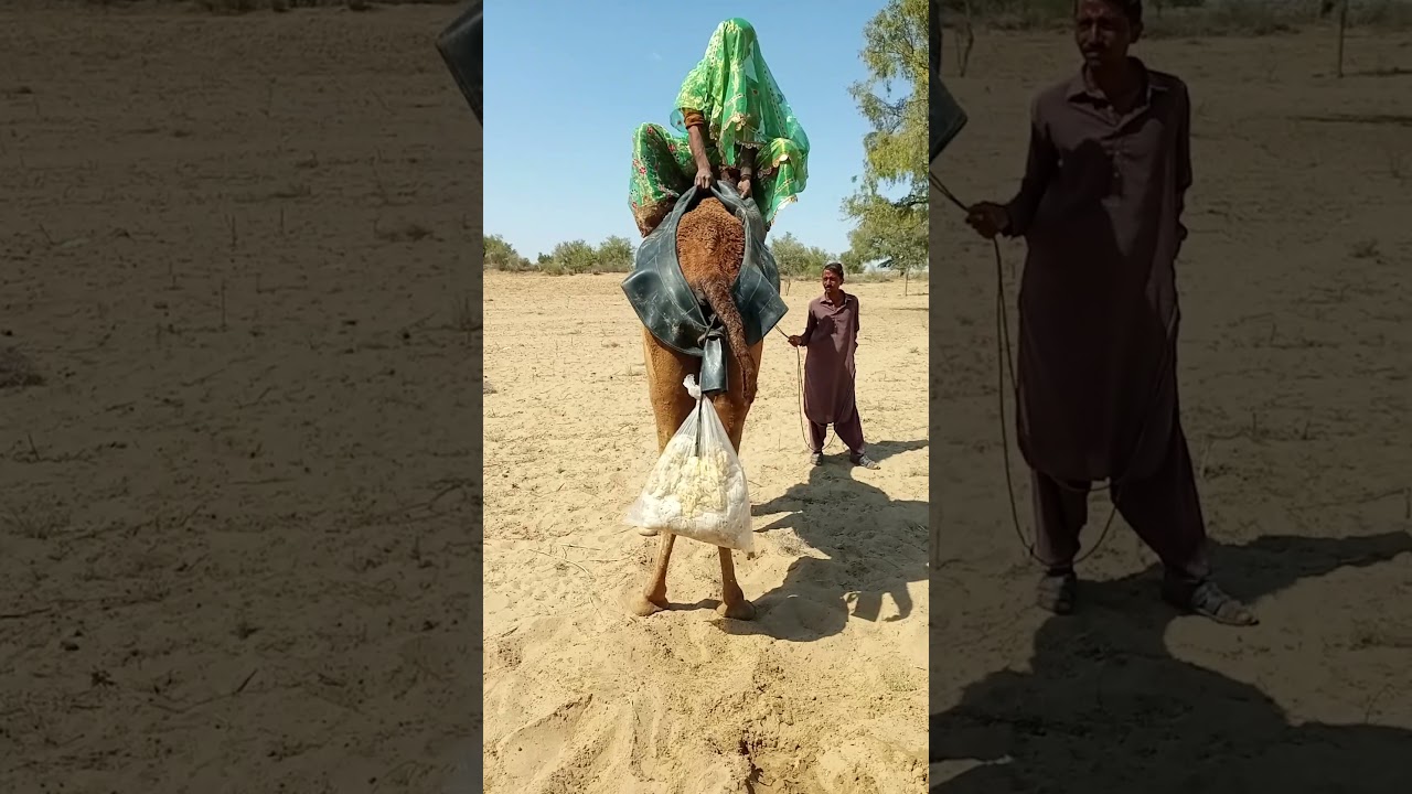 رحلة يومية في صحراء ثار… المرأة البدوية فوق ظهر الجمل 🐪✨