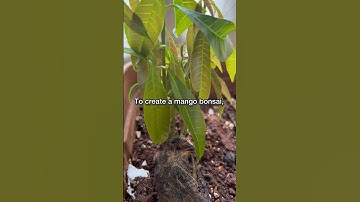 Mango Bonsai Tree Making 🌳 #plantstoriesbypoojaaparajita #bonsai #bonsaitree #plantpropagation