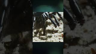 Macro Filming: Wicked Spider In Yard