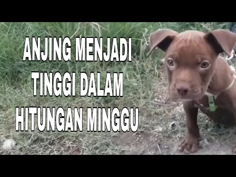 Video: Pertumbuhan Tulang Pada Anjing