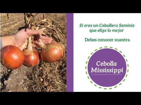 Video: Características Biológicas De Las Cebollas