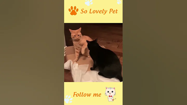 Video 11746041: cats dogs animals compilation, cat dog funny compilation, cats vs dogs compilation, cats compilation cute animals, pet lover