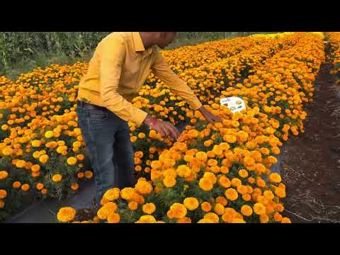 Shine Brand Seeds Hybrid Marigold - Bolt Orange ! Best Quality Genda Phool Ke Beej ! - video from Shine Brand Seeds