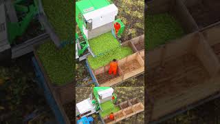 De spruitenoogst is in volle gang #landbouw #agrarisch #luchtfotografie