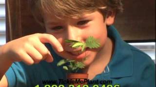 Tickle Me Plant Commercial