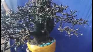 M172 gl cây cẩm thị tàng thiên nhiên 3700k LH 0707713796 Khương bonsai