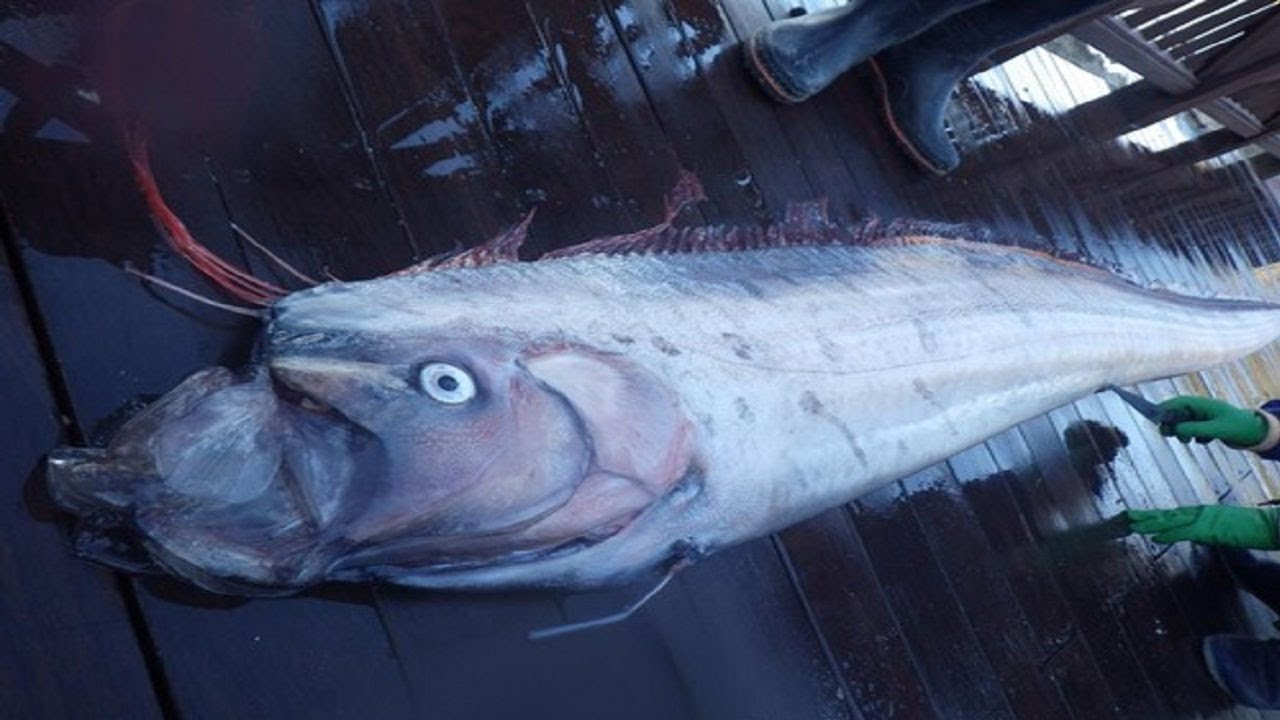 リュウグウノツカイを食べると味するの 最大と稚魚のサイズも判明 今日の気になる