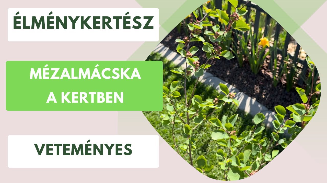 Mézalmácska a kertben🫐