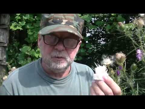 Wideo: Oset (trawa) - Użyteczne Właściwości I Zastosowania Rośliny. Thistle Varifolia, Polna, Pospolita, Szczeciniasta, Ogrodowa