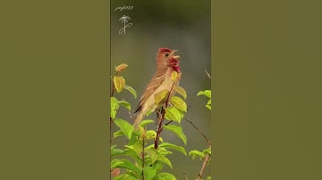 Magical voice of the beautiful birds of the world | Bird Sound | Bird Song #birds #birdsound