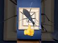 Which insect will win The maze#maze #games #shorts #fyp