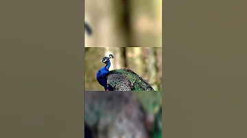 Bharat ke Jatiya Pakshi . National Bird of India. #Shorts #trending #YouTube India