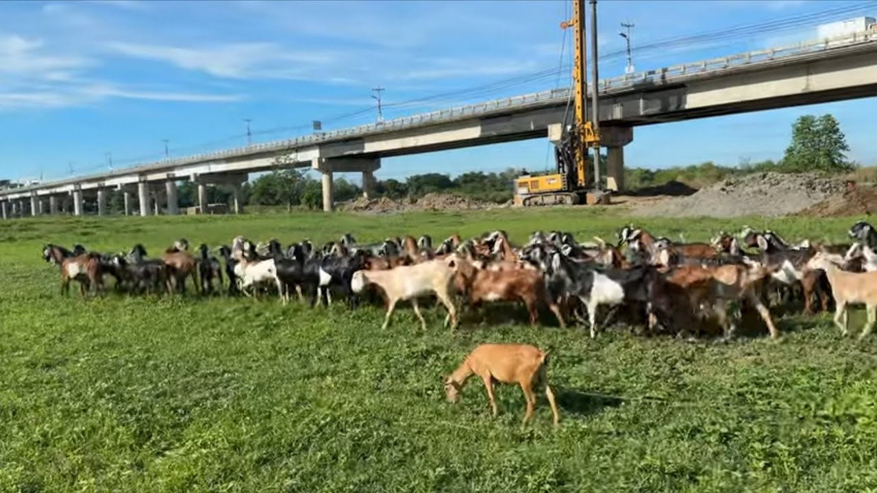 Ito Advantage sa pagpapastol ng Higit 100 na kambing