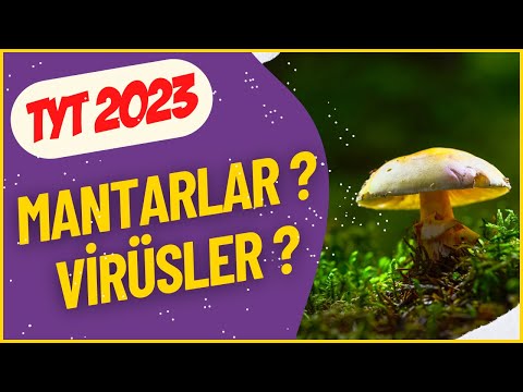 VİRÜSLER | MANTARLAR