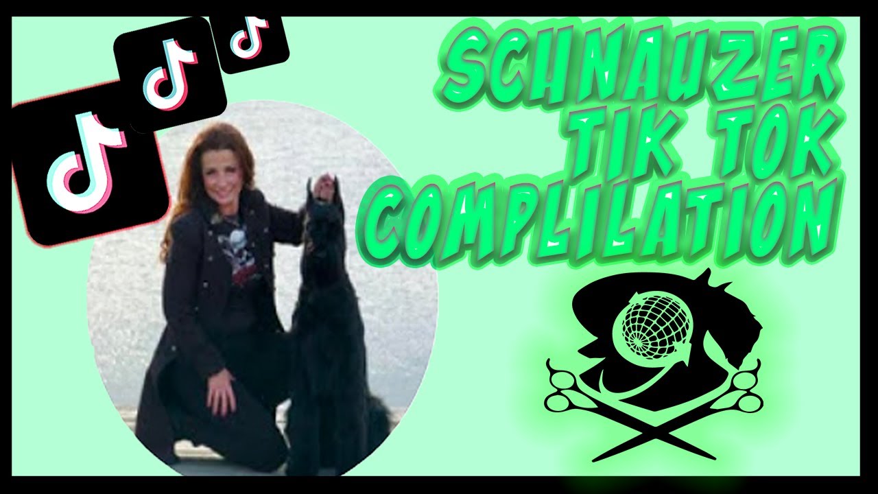 Dog Grooming TikTok 🔥 Compilation The BEST FREE Schnauzer Grooming