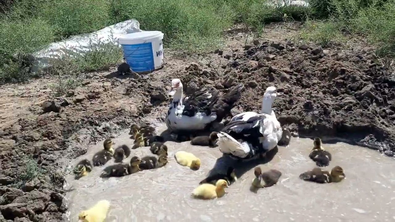 3 ай  неге видио болмады.Индауткалар балапан  шығарды