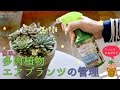 多肉植物・エアプランツの管理【簡単便利♪】