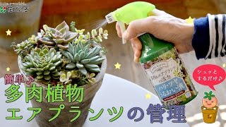 多肉植物・エアプランツの管理【簡単便利♪】