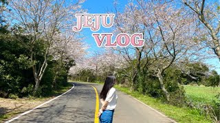 vlog) 제주도 브이로그 | 사람 없는 벚꽃 스팟 추천 | 제주도민 맛집•카페 | 구좌읍 숙소 추천  | 안보면 후회하는 제주 가이드북