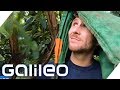 Der harte Job als Avocadopflücker | Galileo | ProSieben