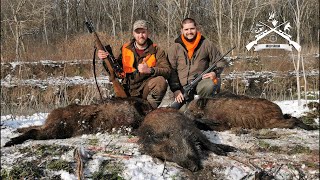 E 120 Pogonski lov na Divlje Svinje - Adasevci/Wildboar Driven hunt in Adasevci