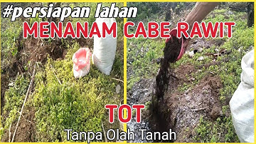 cara menanam cabe rawit yang benar tanpa olah tanah (TOT)  || persiapan lahan