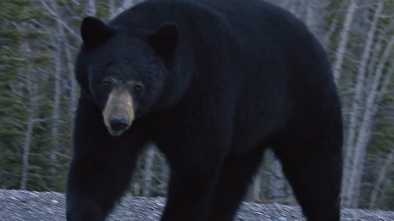 Black Bear Pins Man to the Ground in Late-Night Attack!