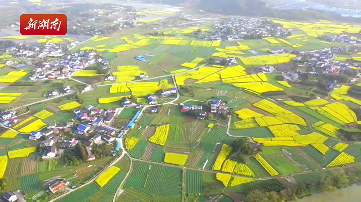 Scenery of cole flower fields in Liuyang, Hunan. - DayDayNews