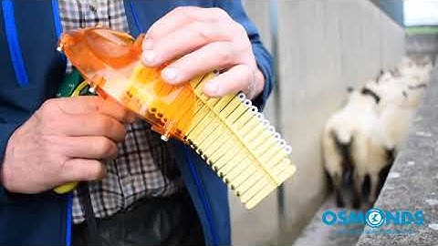 Datamars  Sheep Tagging