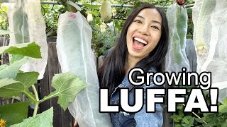 Luffa in Small Garden by Wendi Phan 1,362 views 6 months ago 12 minutes, 13 seconds