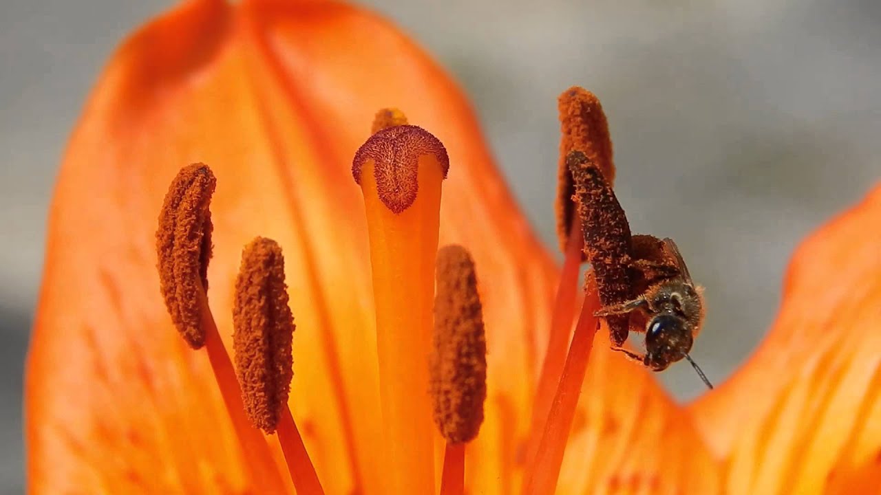 Пчёла на лилии в Макро Apidae