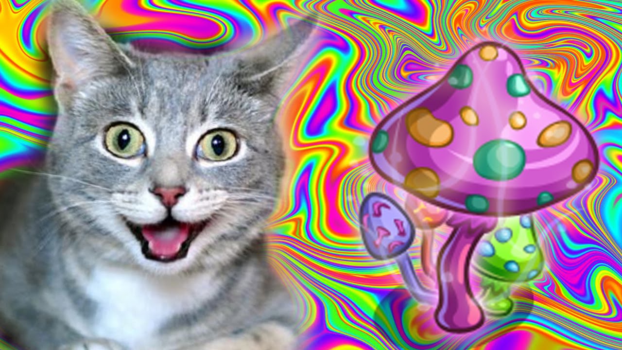 Hyper Cat  Best Free Cat  Game  EVER YouTube