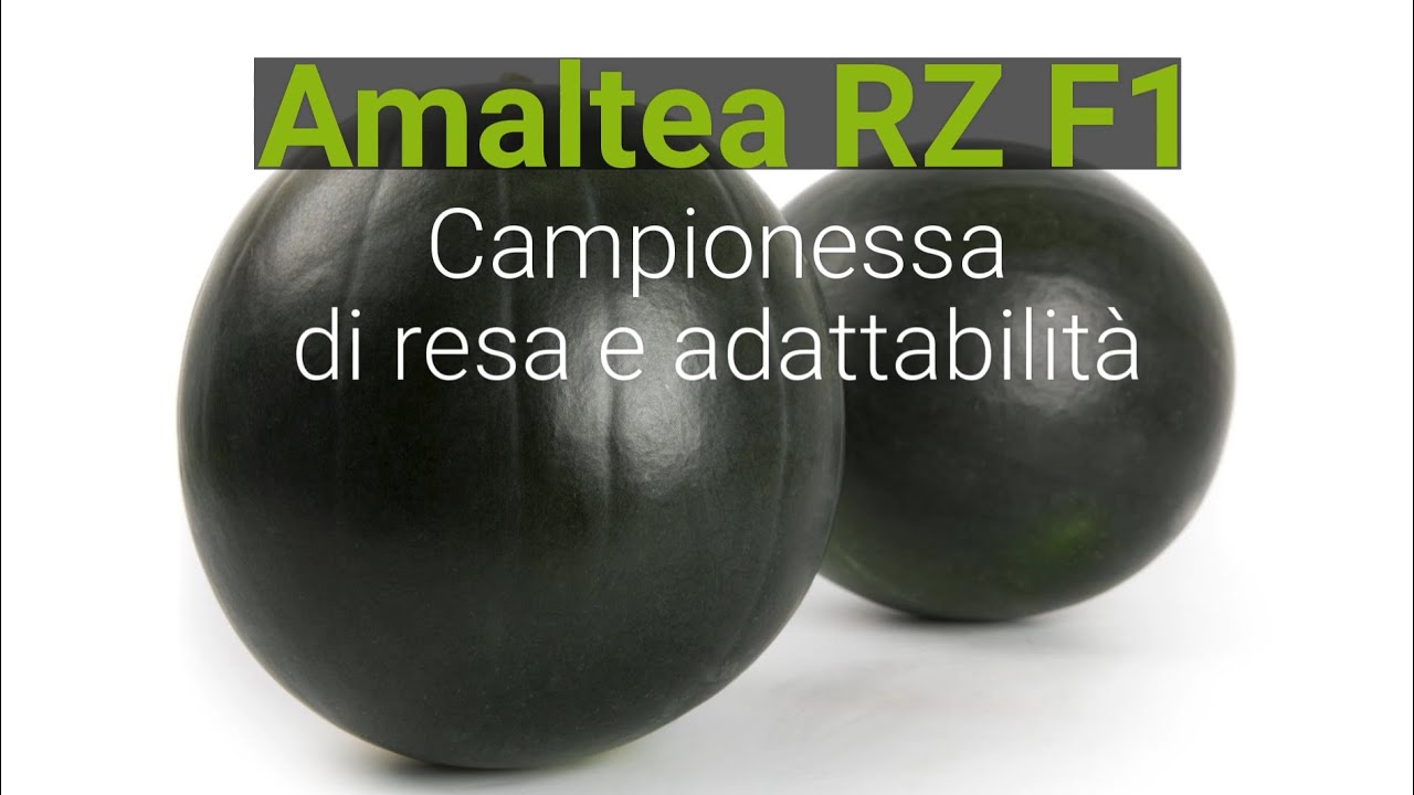 Anguria Sugar Baby Amaltea RZ