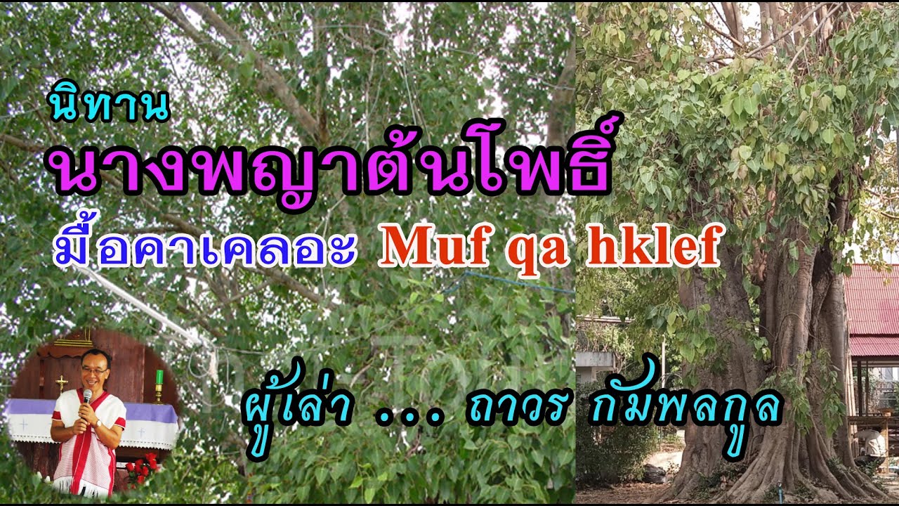 นิทาน  นางพญาต้นโพธิ์  มื้อคาเคลอะ  Muf qa hklef